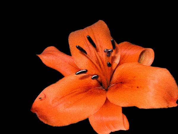 Flowers Poster featuring the photograph Orange Orchid on Black by Karen Nicholson