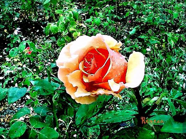 Roses Poster featuring the photograph Orange Rose by A L Sadie Reneau