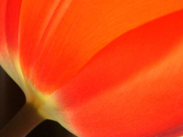 Tulip Poster featuring the photograph Orange by Thomas Pipia
