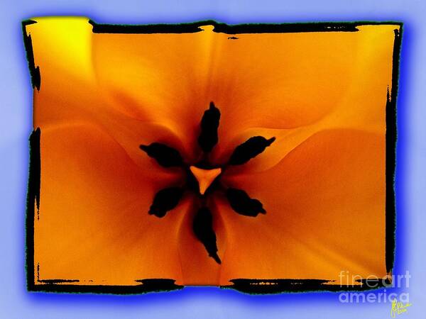 Tulips Poster featuring the photograph Orange Tulip by Jeff Breiman