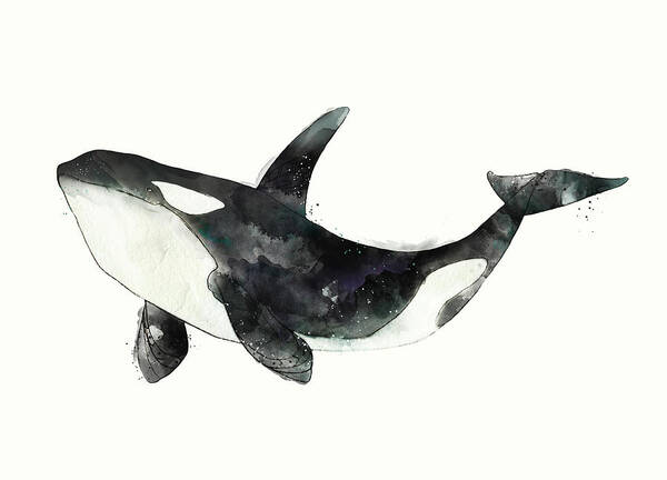 Orca Poster featuring the painting Orca from Arctic and Antarctic Chart by Amy Hamilton