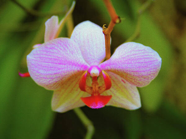 Bonnie Follett Poster featuring the photograph Orchid Blush by Bonnie Follett