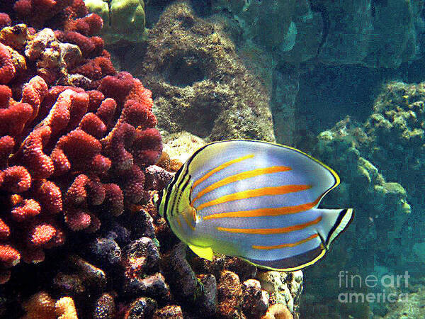 Ornate Butterflyfish Poster featuring the photograph Ornate Butterflyfish on the Reef by Bette Phelan