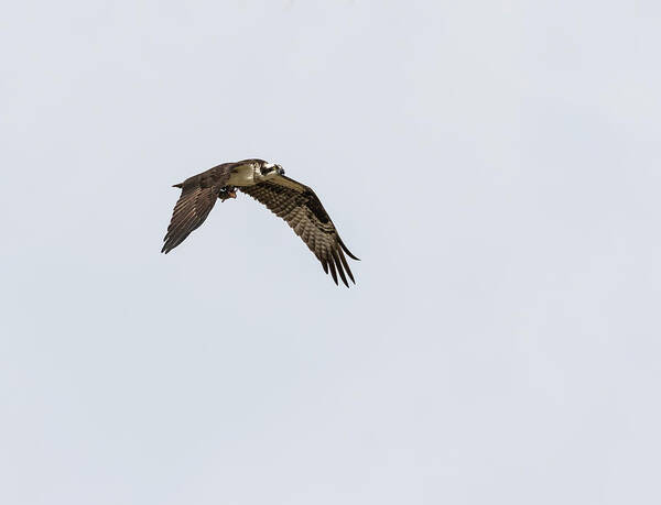 Osprey Poster featuring the photograph Osprey 2017-2 by Thomas Young