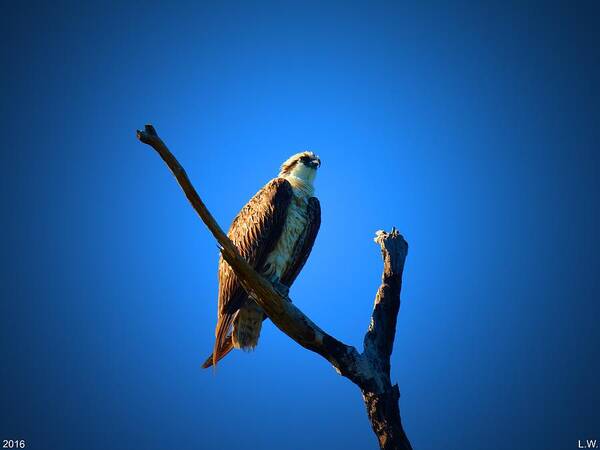 Osprey Poster featuring the photograph Osprey by Lisa Wooten