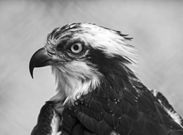 Osprey Poster featuring the photograph Osprey monochrome portrait by Flees Photos