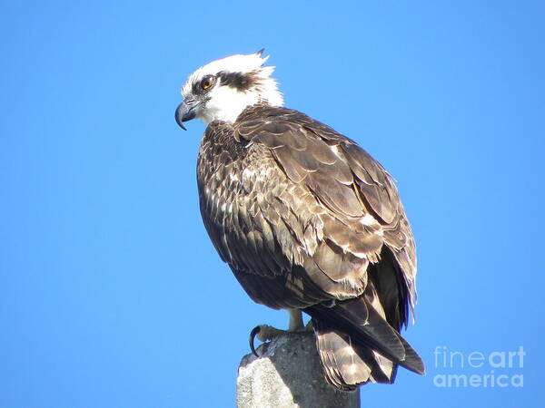 Osprey Poster featuring the photograph Osprey by Terri Mills