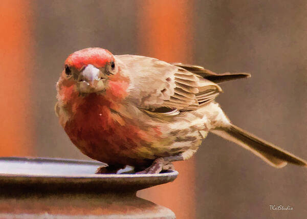 Male House Finch Poster featuring the photograph Painted Male Finch by Tim Kathka