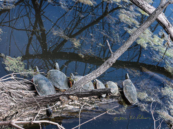 Heron Heaven Poster featuring the photograph Painted Turtle Dance Line by Ed Peterson