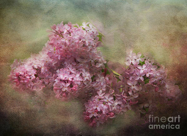 Lilac Poster featuring the photograph Painterly Lilac Blossom Photograph by Clare VanderVeen