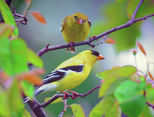 Finch Poster featuring the photograph Pair of Goldfinches by Rodney Campbell