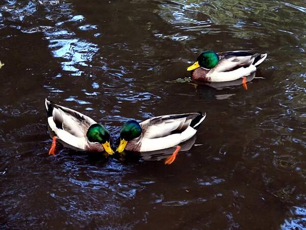 Mallard Poster featuring the photograph Pair Off In Threes by Nick Kloepping