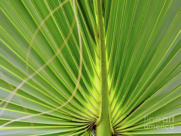 Sun Poster featuring the photograph Palm Leaf by D Hackett