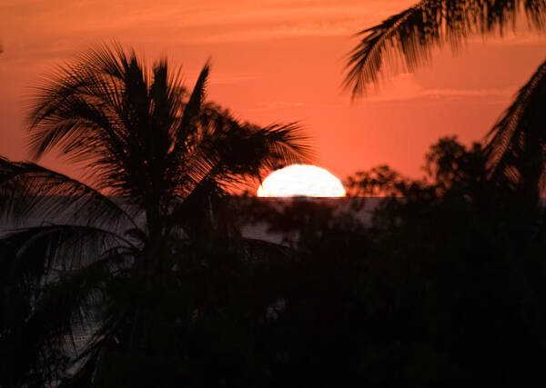 Sun Poster featuring the photograph Palm Sunset by Jim DeLillo