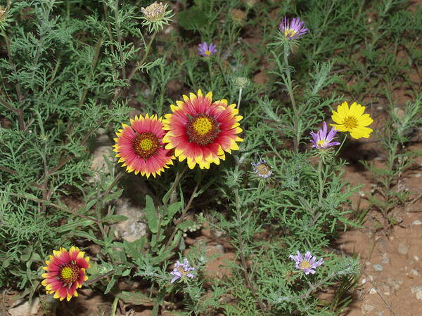 Indian Blanket Flower Poster featuring the photograph Palo Duro Indian Blankets by Bill Hyde