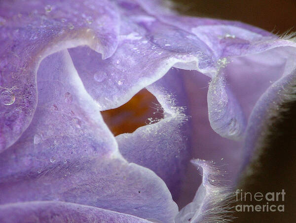 Yellowstone Poster featuring the photograph Pasqueflower by Katie LaSalle-Lowery