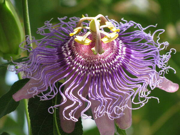 Passion Flower Poster featuring the photograph Passion Flower by Alfred Ng