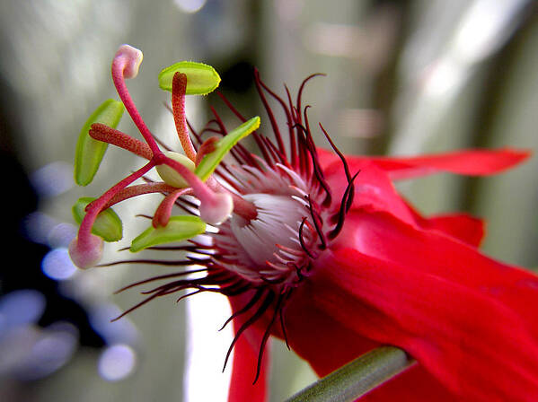 Flowers Poster featuring the photograph Passion Flower in Red by Adam Johnson