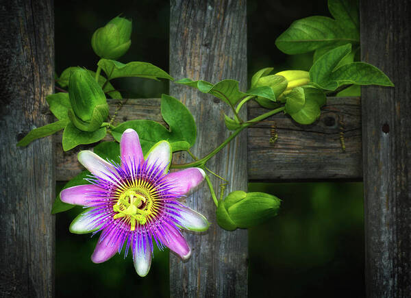 Passion Flower On The Fence Poster featuring the photograph Passion Flower on the Fence by Carolyn Derstine