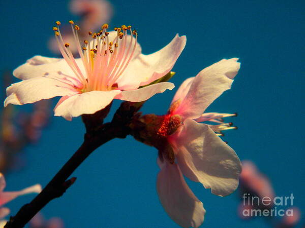  A Peach Blossom. Poster featuring the photograph Peach Blossom by Robin Coaker