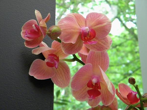 Peach Poster featuring the photograph Peach orchids by Manuela Constantin