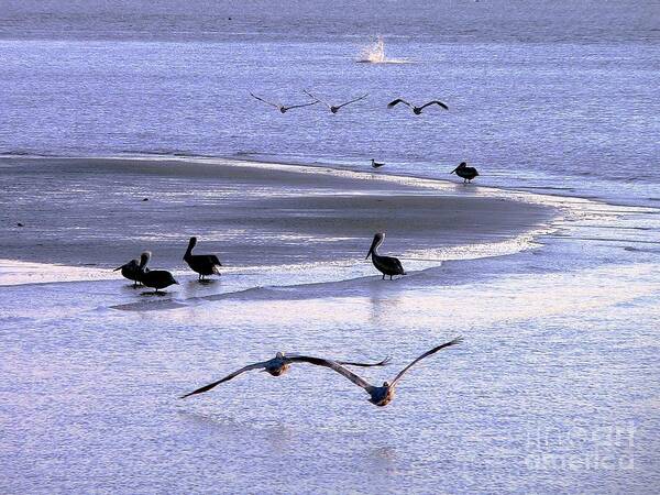 Pelicans Poster featuring the photograph Pelican Island by Al Powell Photography USA