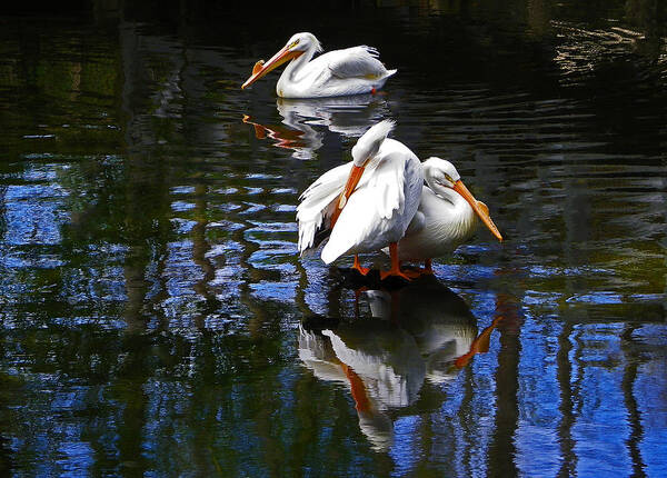 White Pelicans Poster featuring the photograph Pelican Reflections by Judy Wanamaker
