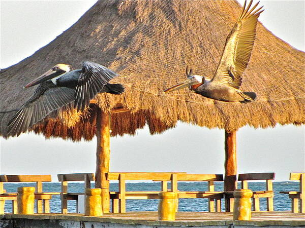 Birds Poster featuring the photograph Pelicans in flight by Sean Griffin