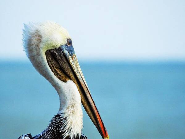 Pelican Poster featuring the photograph Pelican's Profile by Jan Gelders