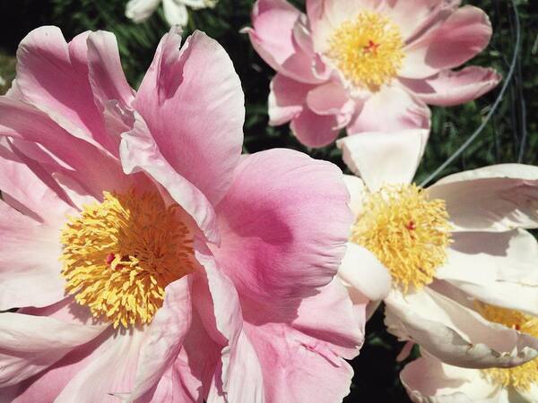 Peonies Poster featuring the photograph Peonies37 by Olivier Calas