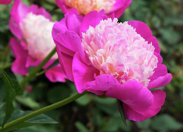 Peony Poster featuring the photograph Peony by Chris Berrier