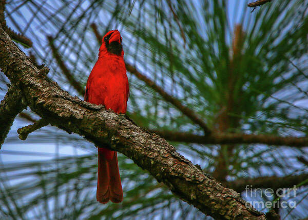 Cardinal. Bird Poster featuring the photograph Perched Cardinal by Tom Claud