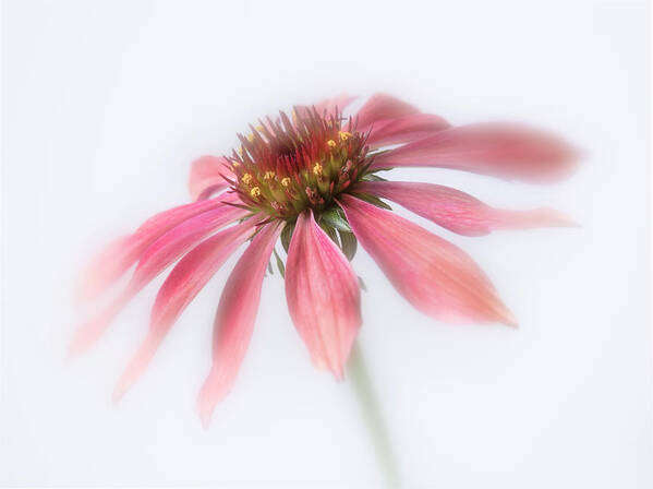 Bloom Poster featuring the photograph Perennial cone flower. by Usha Peddamatham