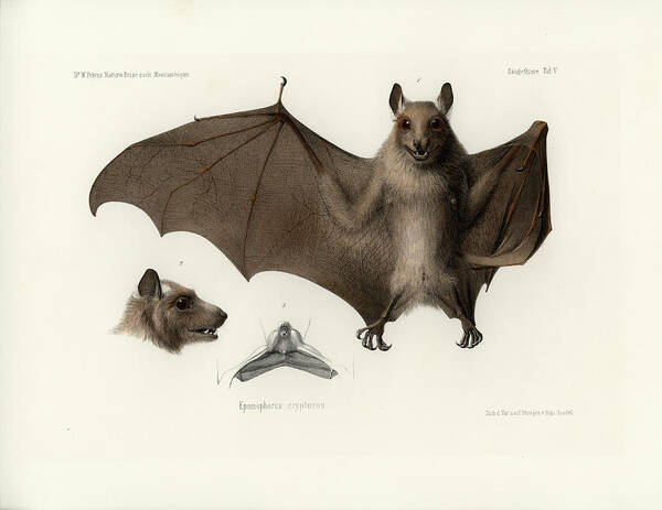Peters's Epauletted Fruit Bat Poster featuring the drawing Peters's epauletted fruit bat by Hugo Troschel