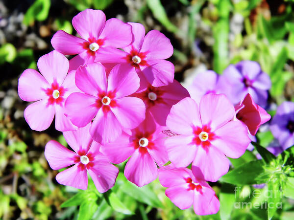 Phlox Poster featuring the photograph Phlox Beside The Road by D Hackett