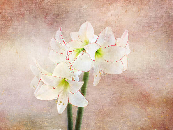 Flower Poster featuring the digital art Picotee Amaryllis by Terry Davis