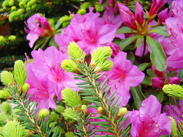 Rhodies Poster featuring the photograph Pine Conifer art print Pink Azaleas Flower Garden Baslee Troutman by Patti Baslee