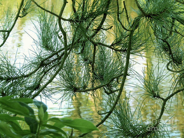 Green Poster featuring the photograph Pine needles Patchwork by Kim Tran