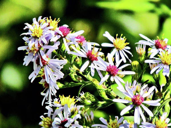 Wildflowers Poster featuring the photograph Pink and Yellow Wildflowers by Don Baker