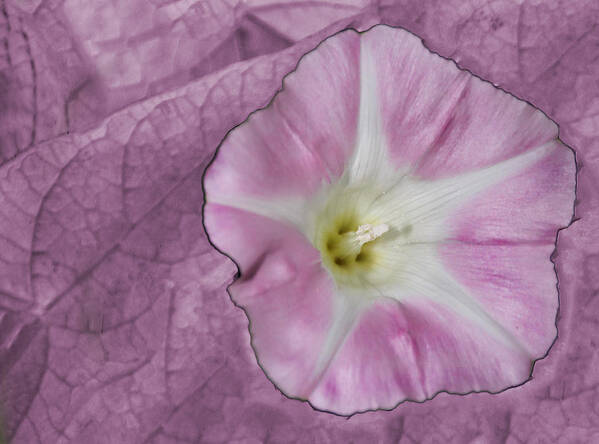 Flower Poster featuring the photograph Pink Flower by David Yocum