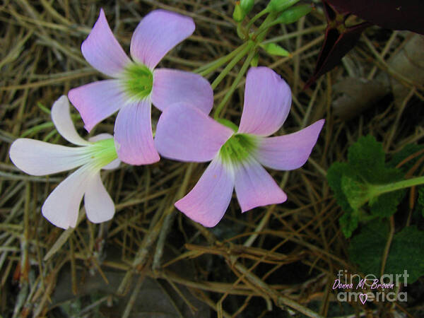 Flowers Poster featuring the photograph Pink Glow by Donna Brown