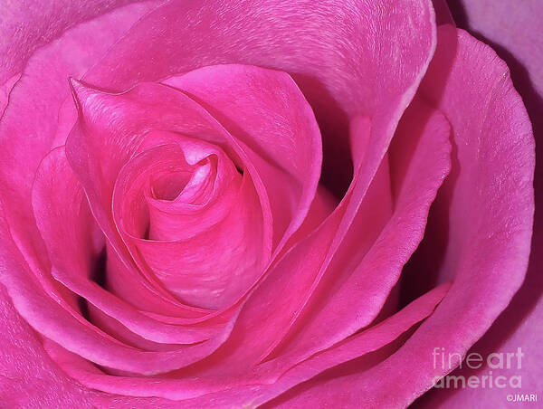 #rose #pink #botanical #pinkrose #petals #botanical #floral #gardenflower #blossom #flower #nature #macro #photography #art #images #print #closeup Poster featuring the photograph Pink Kiss by Jacquelinemari