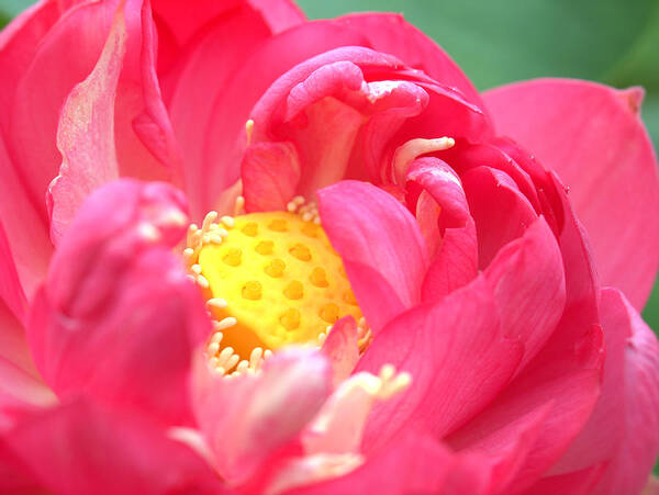 Lotus Poster featuring the photograph Pink Lotus Flower by Yuka Kato