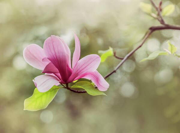 Magnolia Poster featuring the photograph Pink Magnolia flower by Jaroslaw Blaminsky