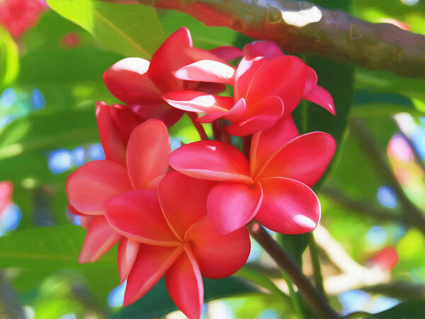 Pink Plumeria Glow Poster featuring the photograph Pink Plumeria Glow by Bonnie Follett