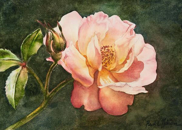Floral Poster featuring the painting Pink Rose by Heidi E Nelson