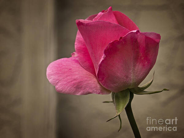 Rose Poster featuring the photograph Pink Rose by Inge Riis McDonald
