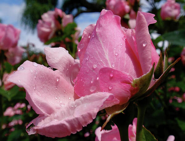 Pink Poster featuring the photograph Pink Rose by Rona Black