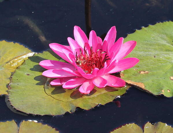 Flower Poster featuring the photograph Pink Water Lilly by Sean Allen