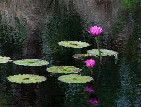 Pink Magenta Flower Water Lily Poster featuring the photograph Pink waterlillies by Carolyn D'Alessandro